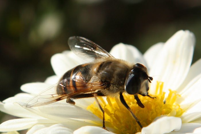 How to Attract Pollinators to Your Garden