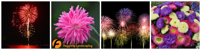 Fireworks Flowers Aster