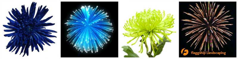 Fireworks Flowers Spider Mums