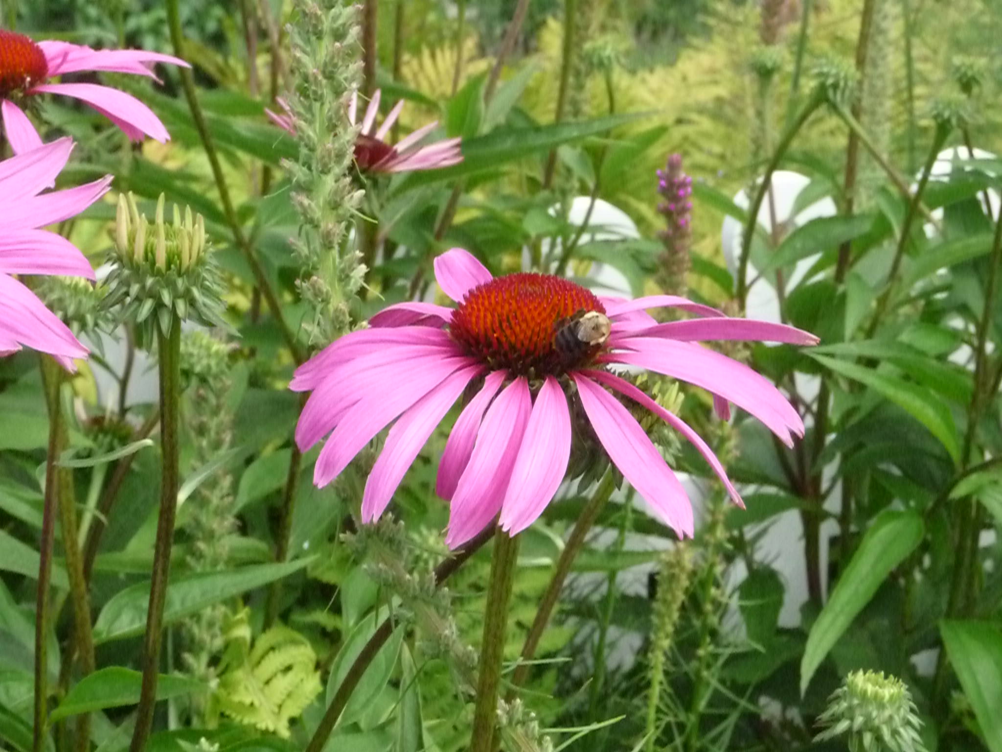 echinacea and bee Maine Landscaping